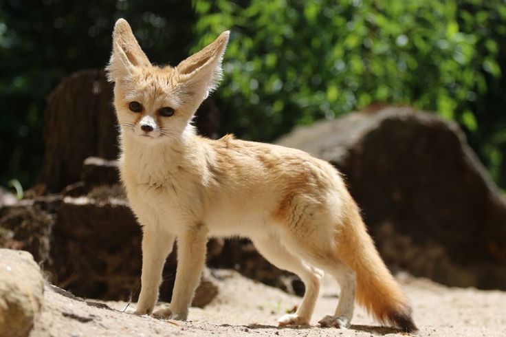Fennec Fox
