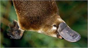 platypus pic
